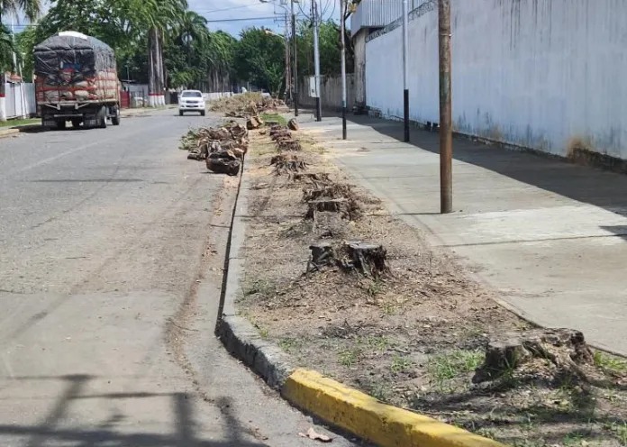 Denuncian “ecocidio” tras tala de árboles en Araure - Circuito Regional ...
