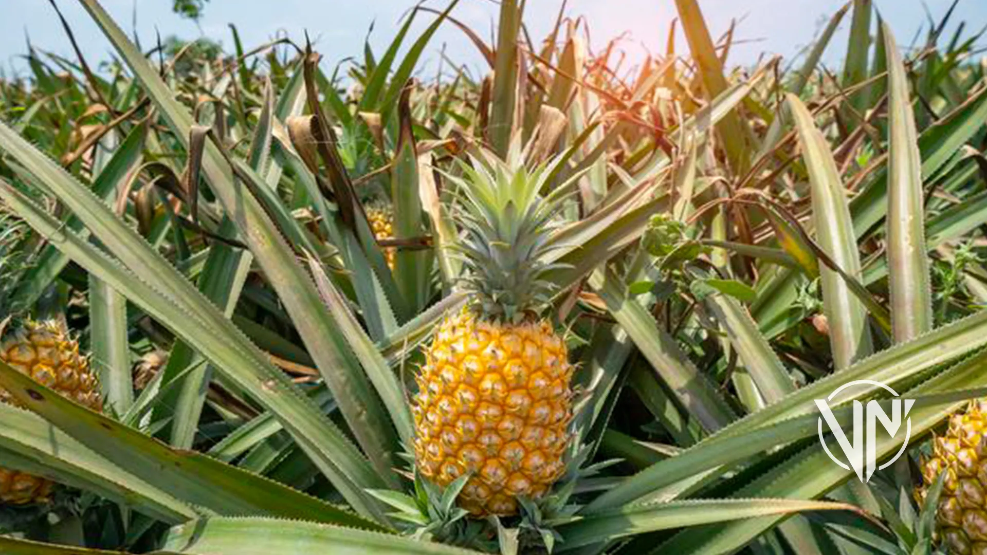 En Lara piden industrialización de la piña - Circuito Regional de Noticias